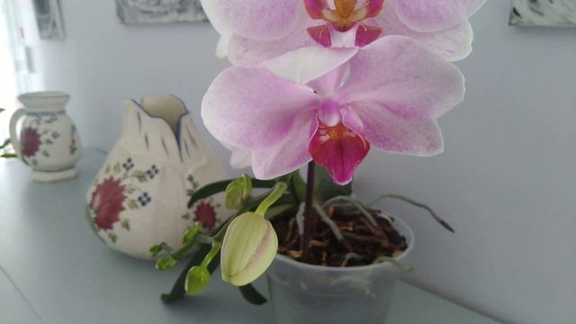 Fleurs de phalaenopsis rose et blanche смотреть онлайн