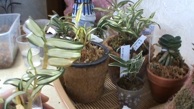 Посадка дендробиума монилиформе, сидерии минмару и неофинетии. смотреть онлайн