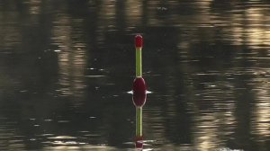 Бешенный клёв карпят. Утренняя рыбалка на поплавочную удочку. 13.07.21