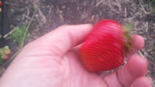 РАННЯЯ КЛУБНИКА КЛЕРИ. УРОЖАЙ ПЕРВЫЙ ГОД смотреть онлайн