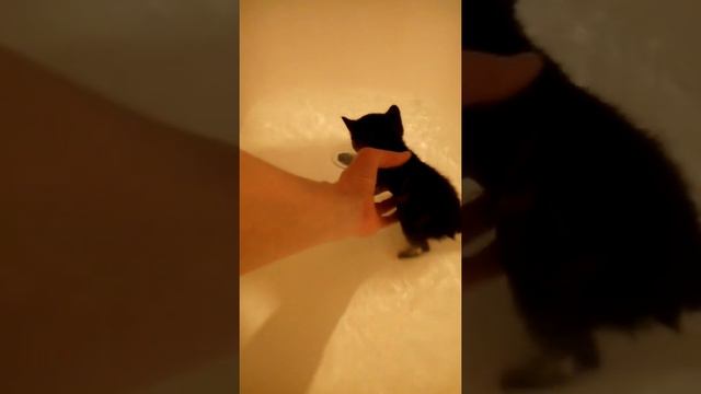 Котёнок. Первый раз купаем в ванной. смотреть онлайн