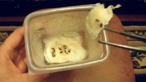 Как прорастить семена на примере Эхинацеи Пурпурной