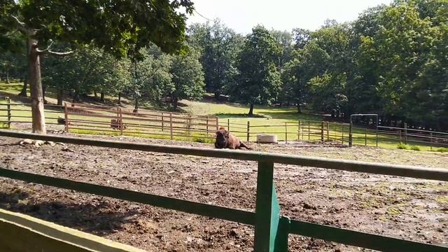 TARGU MURES ZOO смотреть онлайн