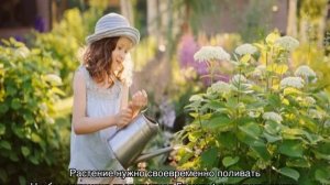 Гортензия Грандифлора — описание, посадка и уход в открытом грунте