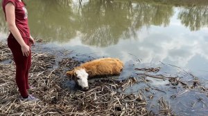 СПАСЛИ КОРОВУ ПО ДОРОГЕ НА РЫБАЛКУ. Наловили воблу на засолку.