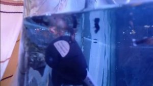 Вьюн зодиака, новые жители аквариума.