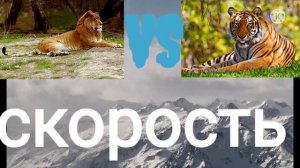 ТИГОН ПРОТИВ БЕНГАЛЬСКОГО ТИГРА