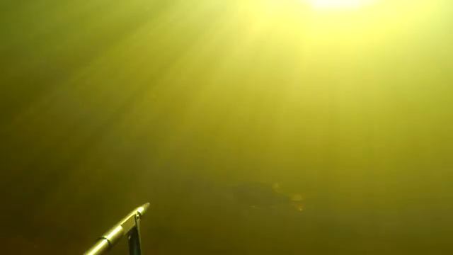 Амуры в лещах! Подводная охота на белого амура на Волге. Большая стая леща. смотреть онлайн