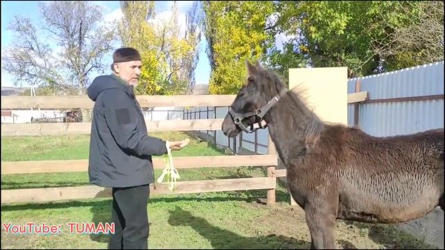 Дикий Жеребенок. Выезд Присоединение.