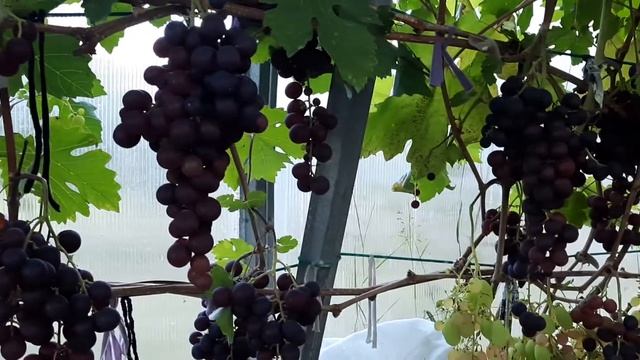 Калининградский виноград. Сеня. смотреть онлайн