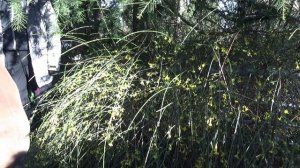 ЖАСМИН настоящий.  Секрет идеального чая!