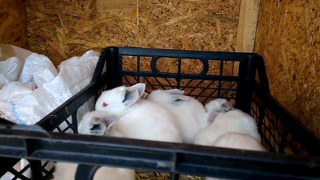 Проверка крольчат, кролики, кушают ли крольчата смотреть онлайн