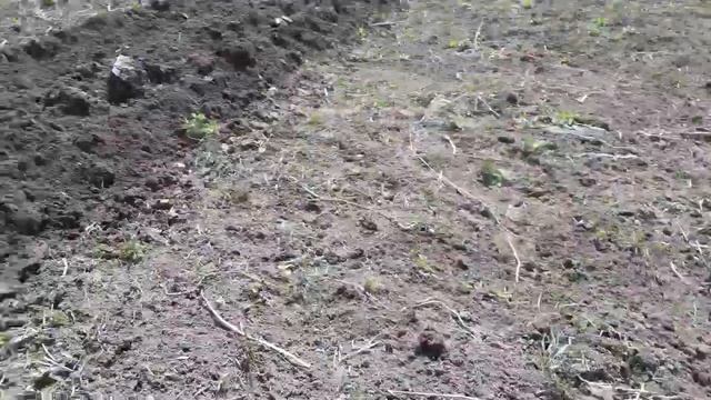 Вспашка мотоблоком МТЗ 09Н с плугом (первая вспашка) смотреть онлайн