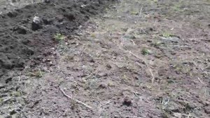 Вспашка мотоблоком МТЗ 09Н с плугом (первая вспашка)