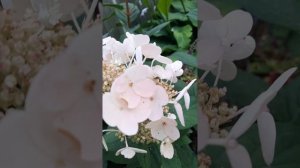 гортензия Эрли Сенсейшен розовеет