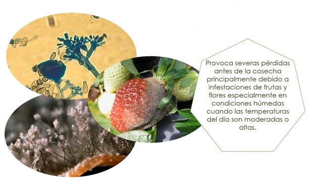 BOTRYTIS CINEREA смотреть онлайн