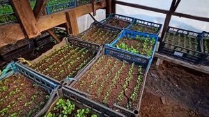 Как мы выращиваем большие объемы рассады капусты на продажу!