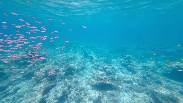 Diana and Roma Family Trip to Maldives смотреть онлайн