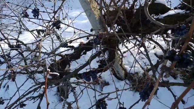 Termos Mayer & Boch testare смотреть онлайн