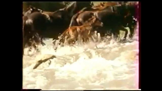 Cheval Mon Ami ? ყაბარდოული➰ცხენი ჩემი მეგობარი ? Кабардинский➰Конь Мой Друг смотреть онлайн