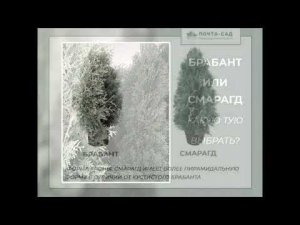 Какую выбрать Тую для сада "Брабант" или "Смарагд"?