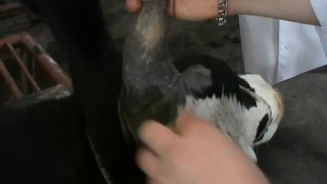 Ампутация рога у быка (p. I). Docent A.D. Stepanov, ПДАТУ смотреть онлайн