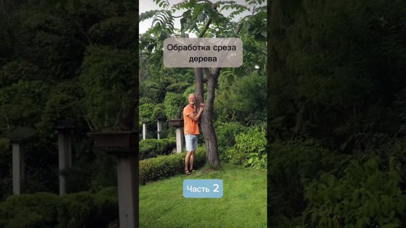 Обработка среза дерева. Часть 2. #бонсай #bonsai #ниваки #андрейдарусенков #обрезкадеревьев #сад