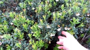 В ЛЕС НА БОЛОТО ЗА ЩУКОЙ В ИЮНЕ. 0+