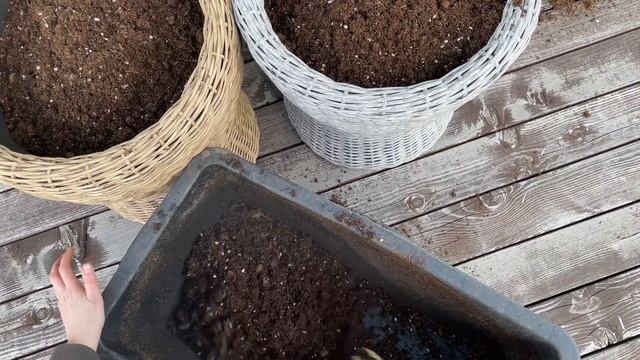 Высаживаем рассаду цветов в кашпо из полиротанга