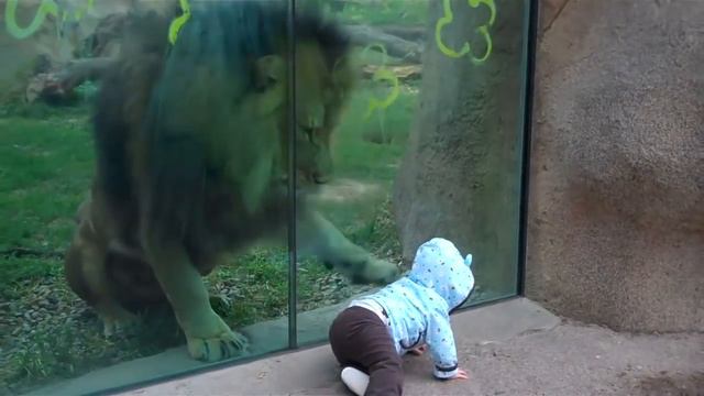 Лев играет с малышом смотреть онлайн