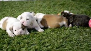 BULLCANES English Bulldog Breeder - Zorro Warrior Titan Alaska - http://www.bullcanes.net