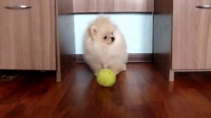 Девочка, померанский шпиц, окрас крем, 3,5 месяца