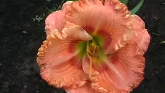 Лилейник daylily WILD CHERRY ROUNDUP смотреть онлайн