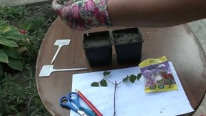 Размножение клематиса черенками .