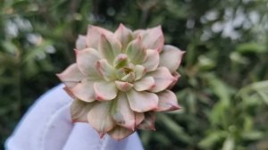 Echeveria Olivia variegated