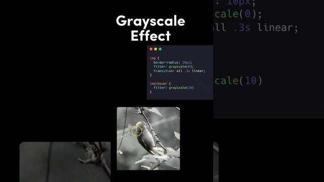 Grayscale Effect using Pure CSS #css #grayscale #effects