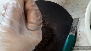 ГЛОКСИНИИ.Как разделить старый клубень глоксинии?