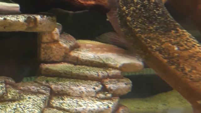 Бирюзовая акара (Andinoacara rivulatus) Нерест, икра, личинка, Малек стартовый корм чем кормить рыб