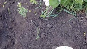 #посадка_тыквы#дети_помогают#тыква_дынная Сажаем тыкву с детьми!Трудовая прививка;)!