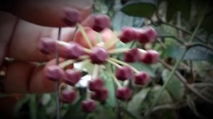 Hoya rosita