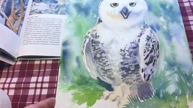 Часть7. Второй день марафона. Полярная сова продолжение. смотреть онлайн