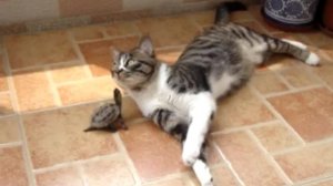 Кошка пытается игнорировать черепаху
