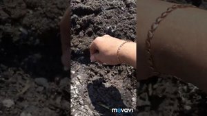 Сажаем дыни/семечки в открытый грунт/Выращиваем свои дыни на огороде