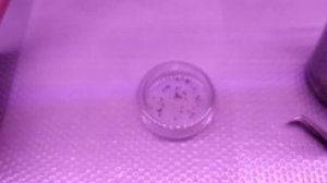 Реально ли вырастить декабристы из своих семян? Часть 5. первый листик.