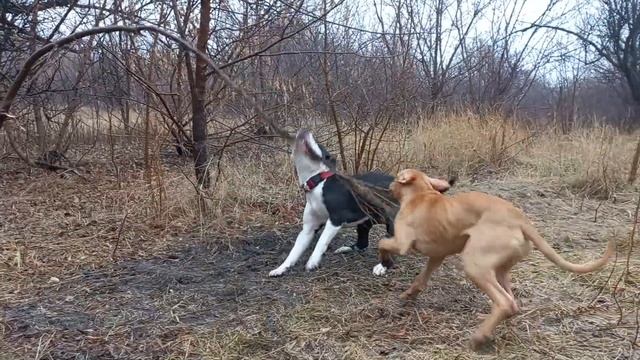 амстафф и питбуль против ветки. смотреть онлайн