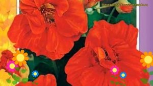 Настурция большая Красный блик. Краткий обзор tropaeolum majus, tropaeolum x cultorum Krasnyy blik