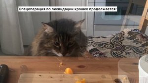 Ржака!!! Толстый кот пытается стащить еду со стола!