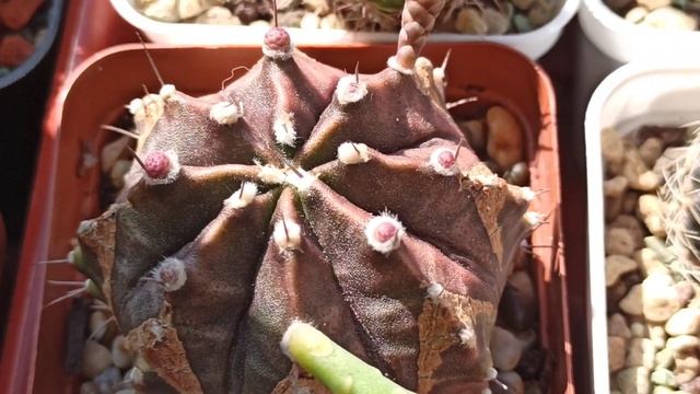 Зацвел ЭПИФИЛЛУМ?Бутоны на кактусах?Цветет гуэрния? смотреть онлайн