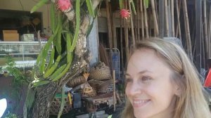 Как растёт Драгон Фрукт (Питайя, Питахайя)? Покупаем прямо с дерева?