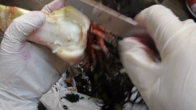 перевалка луковицы гиппеаструма - чистка гнили и обрезка копыта смотреть онлайн